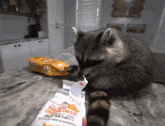 a raccoon is eating a bag of 100 % natural cheddar cheese