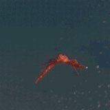 Flying Crab GIF - Flying Crab GIFs