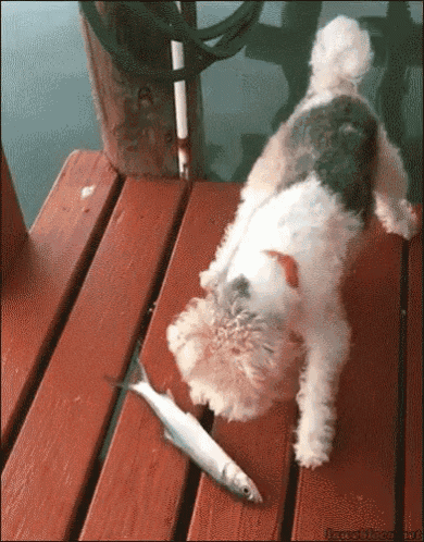 Dog Fish GIF - Dog Fish Surprised GIFs