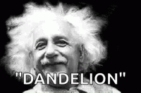 Dandelion Einstein GIF - Dandelion Einstein Wish GIFs