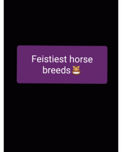 Feisty Horses GIF - Feisty Horses GIFs