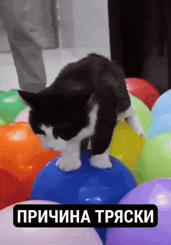 a black and white cat is standing on top of a blue balloon surrounded by colorful balloons .
