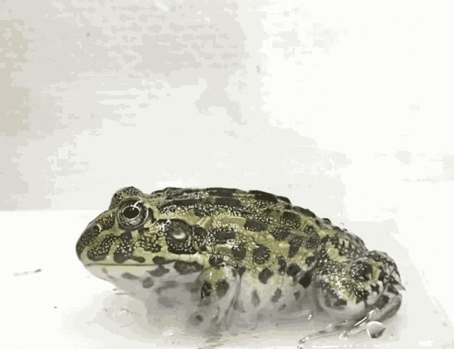 Frog Cute GIF - Frog Cute Funny GIFs