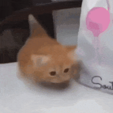 Orange Cat Ginger Cat GIF - Orange Cat Ginger Cat Kitten GIFs