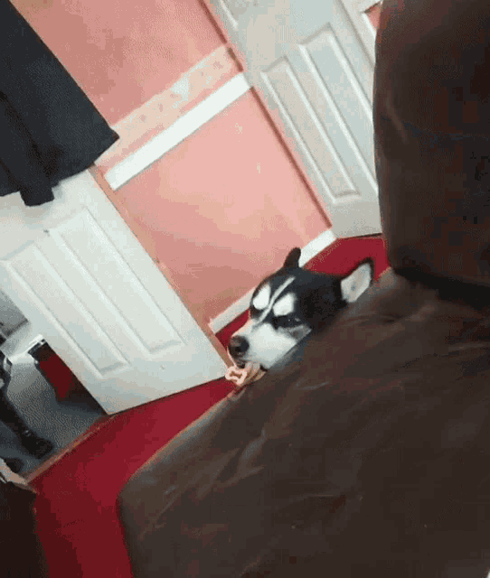 a husky dog is laying on a chair in a living room