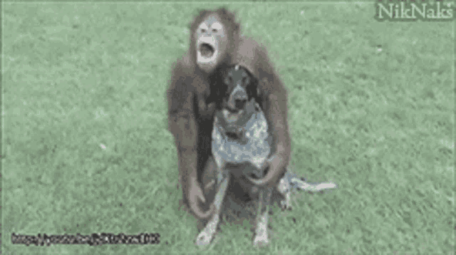 a monkey is holding a dog in its arms with niknaks written on the bottom