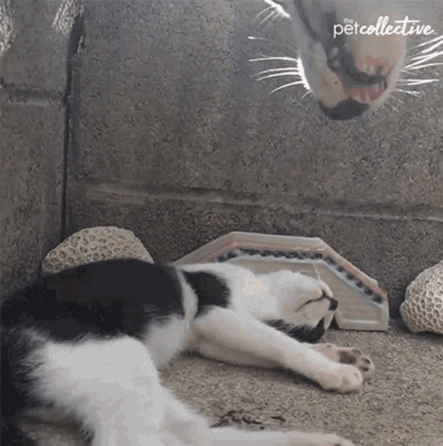 Cat And Dog Bully GIF - Cat And Dog Bully Mean GIFs
