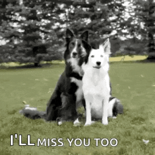 two dogs are sitting next to each other in a grassy field .