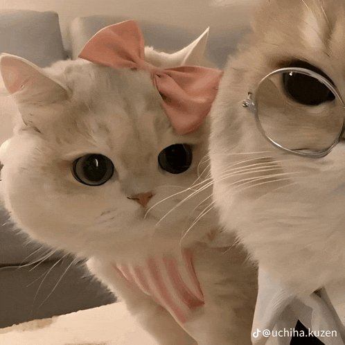 a cat with glasses and a bow on its head is being photographed by uchiha.kuzen