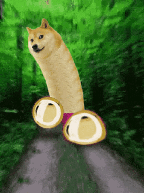 a doge is walking down a road wearing a pair of pink slippers