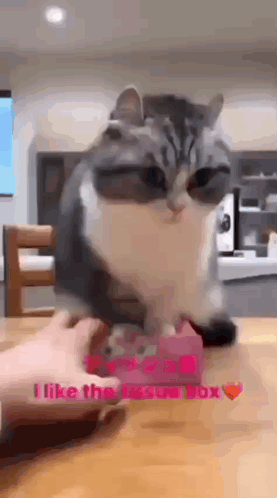 Komarucat Explode GIF - Komarucat Komaru Cat GIFs