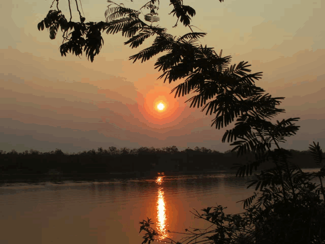 a sunset over a body of water with a tree branch in the foreground