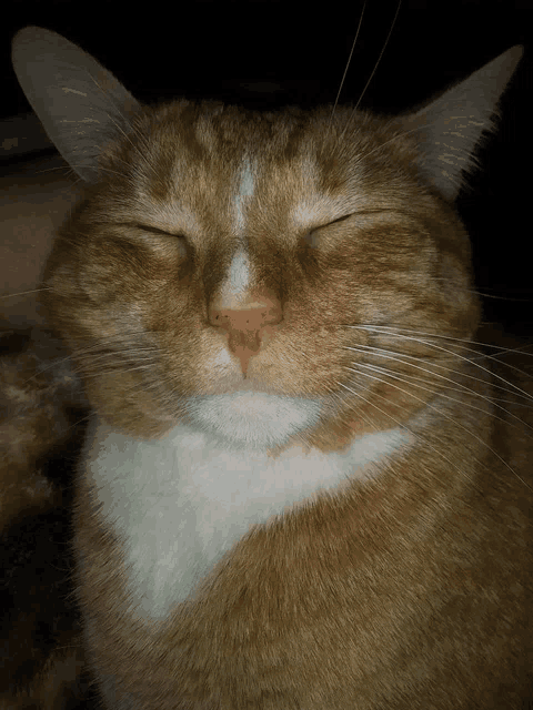 a close up of a cat sleeping with its eyes closed