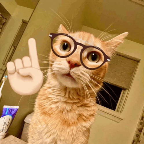a cat wearing glasses points to a tube of creme soft
