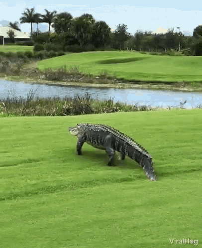 Viralhog Alligator GIF - Viralhog Alligator Stroll GIFs