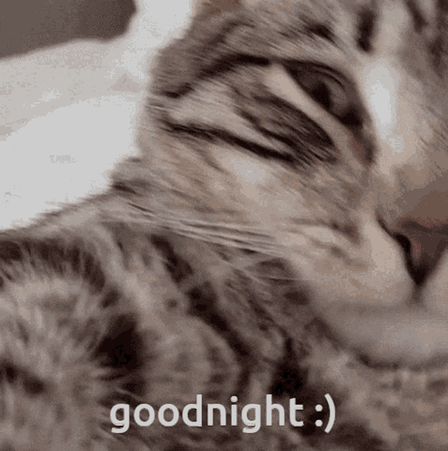 a close up of a cat sleeping with the words goodnight written below it