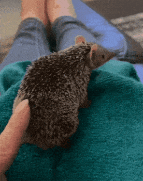 a hedgehog is being held by a person 's finger