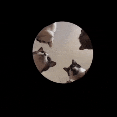 three cats are looking up at something in a round mirror