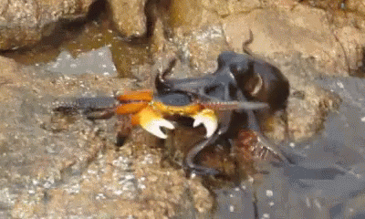 Taking Ur Bf To Bed Like GIF - Octopus Crab Bait GIFs