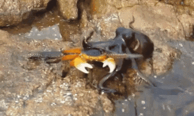 a crab is eating an octopus on a rock .