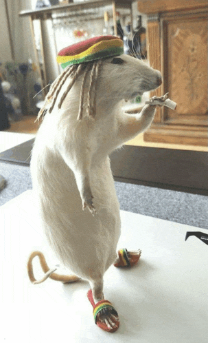 a stuffed animal rat wearing a rasta hat and sandals