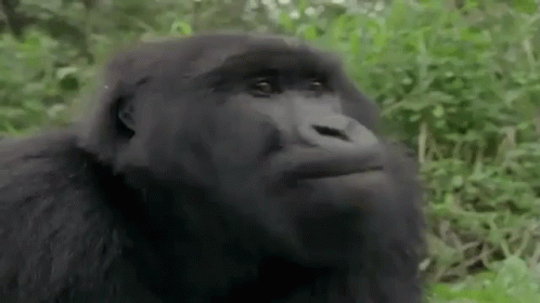 Nope Social Gorilla GIF - Nope No Social Gorilla GIFs