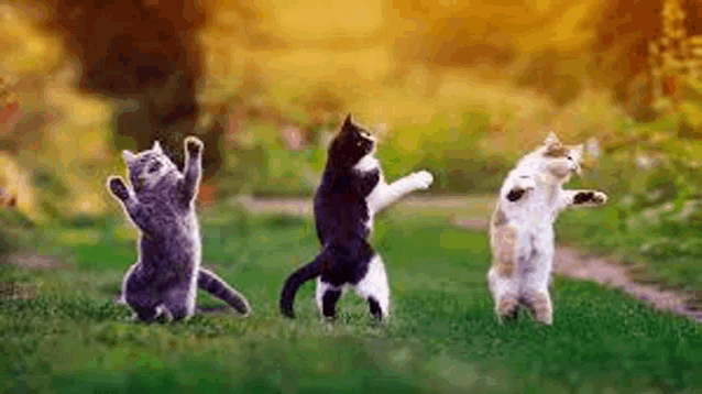 three cats are dancing in the grass in a park .