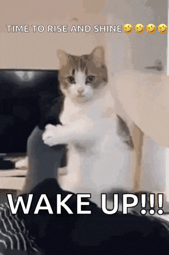 a cat is standing on its hind legs on top of a person 's feet .