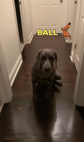 Dog Ball GIF - Dog Ball Pet GIFs
