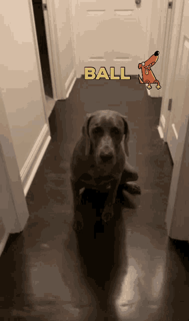 Dog Ball GIF