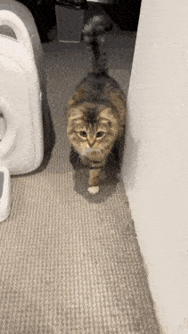 a cat is standing on a carpet next to a white container