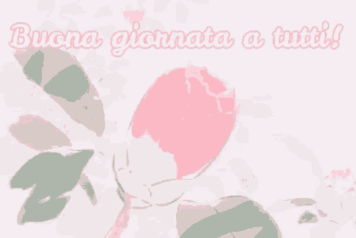 a pink rose with the words buona giornata a tutti