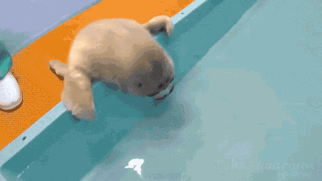 Niko Seal GIF - Niko Seal Baby Seal GIFs