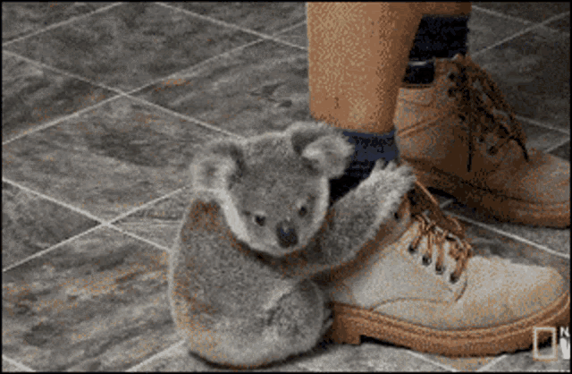 Koala Friend GIF - Koala Friend GIFs