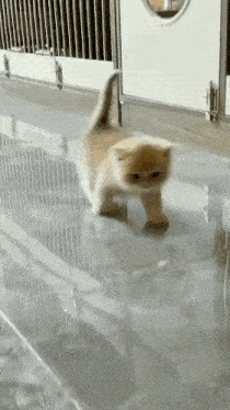 a kitten is walking on a tiled floor in front of a cage