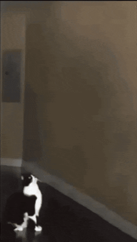 a cat standing in front of a flying object that looks like an airplane