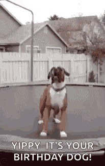 a boxer dog is jumping on a trampoline and saying `` yippy it 's your birthday dog ! ''