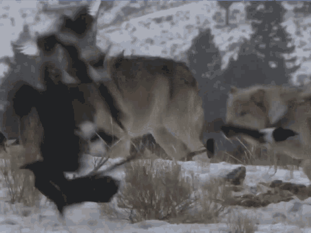 a group of wolves standing in the snow