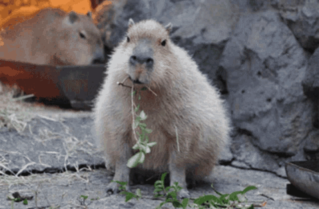a capybara with a stick in its mouth