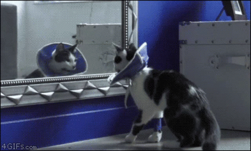 Cat Wtf Is Going On GIF - Cat Wtf Is Going On What The Hell GIFs