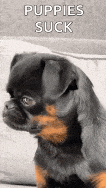 a black and brown pug puppy is sitting on a couch with the words `` puppies suck '' written on it .