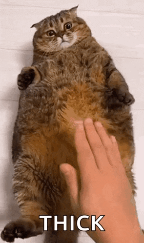 a person is petting a very fat cat 's belly .