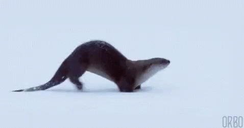 Animal Snow GIF - Animal Snow Slide GIFs
