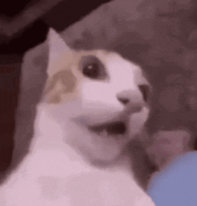 a cat is sitting on a couch with its mouth open and looking at the camera .