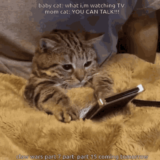Baby Cat Mom Cat GIF - Baby Cat Mom Cat Claw Wars Part7 GIFs