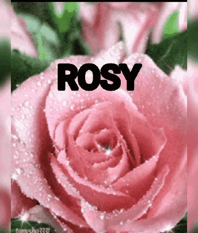 a close up of a pink rose with the name rosy written on it