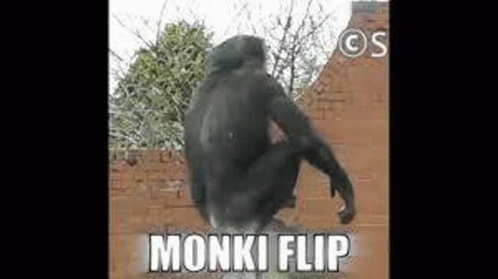 Monke GIF - Monke GIFs