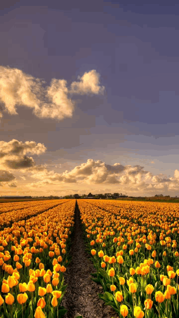 a field of yellow flowers with a blue sky and clouds in the background
