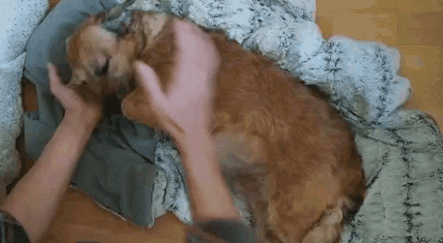 a person is petting a dog laying on its back on a blanket .