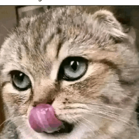a close up of a cat with its tongue out .